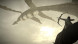 Shadow of the Colossus. В тени колосса [PS4, русская версия] в Махачкале