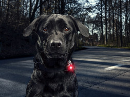Фонарь для собак Orbiloc Dog Dual Signal Colours, синий