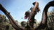 Игра Dragon&amp;#039;s Dogma: Dark Arisen [Nintendo Switch, английская версия] в Махачкале